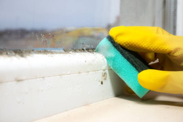 Best Post-Flood Mold Remediation in Bay Harbor Islands, FL